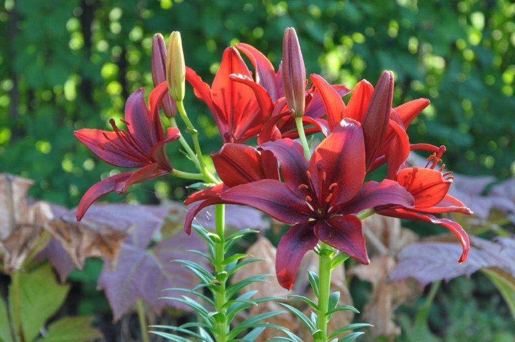 rust lilies