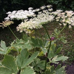 wild carrot